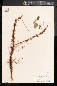 Cuscuta gronovii image