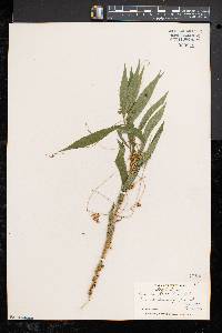 Cuscuta gronovii image