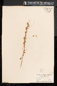 Cuscuta gronovii image