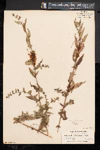 Cuscuta gronovii image