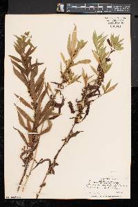 Cuscuta gronovii image