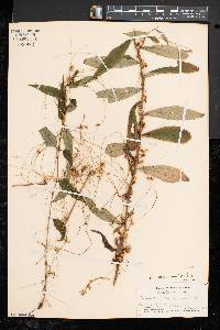 Cuscuta gronovii image