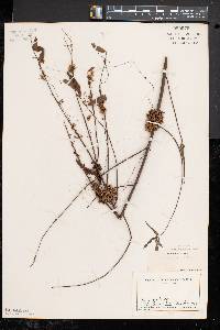 Cuscuta gronovii image