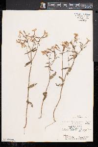 Phlox divaricata subsp. divaricata image