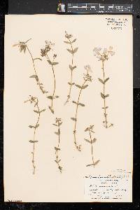 Phlox divaricata subsp. divaricata image