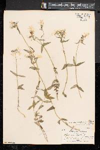 Phlox divaricata subsp. divaricata image