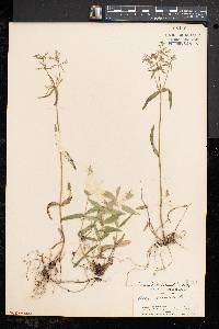 Phlox divaricata subsp. divaricata image