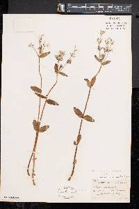 Phlox divaricata subsp. divaricata image