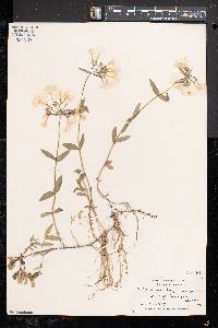 Phlox divaricata subsp. divaricata image