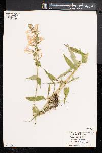 Phlox maculata subsp. maculata image