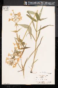 Phlox maculata image