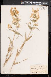 Phlox maculata image