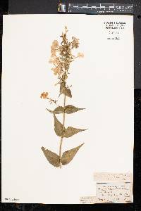 Phlox maculata image