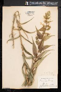 Phlox maculata image