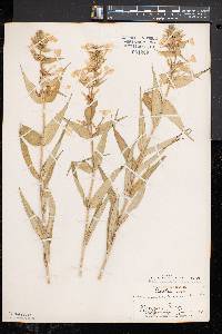 Phlox maculata image