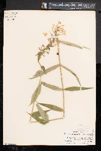 Phlox maculata image