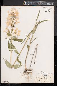 Phlox maculata image