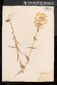 Phlox maculata image