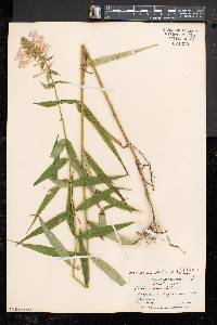 Phlox maculata subsp. pyramidalis image