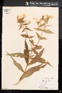 Phlox paniculata image