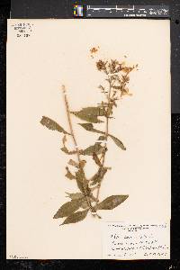 Phlox paniculata image