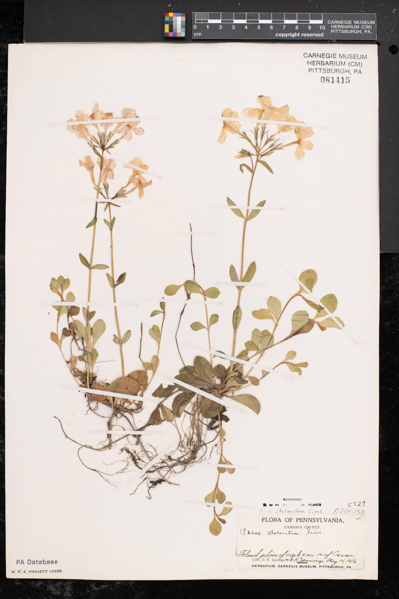 Phlox stolonifera image