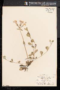 Phlox stolonifera image