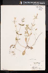 Phlox stolonifera image