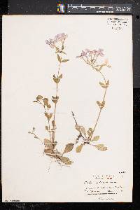 Phlox stolonifera image