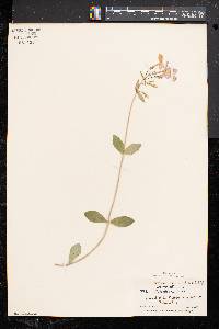 Phlox stolonifera image