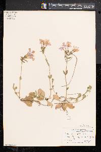 Phlox stolonifera image