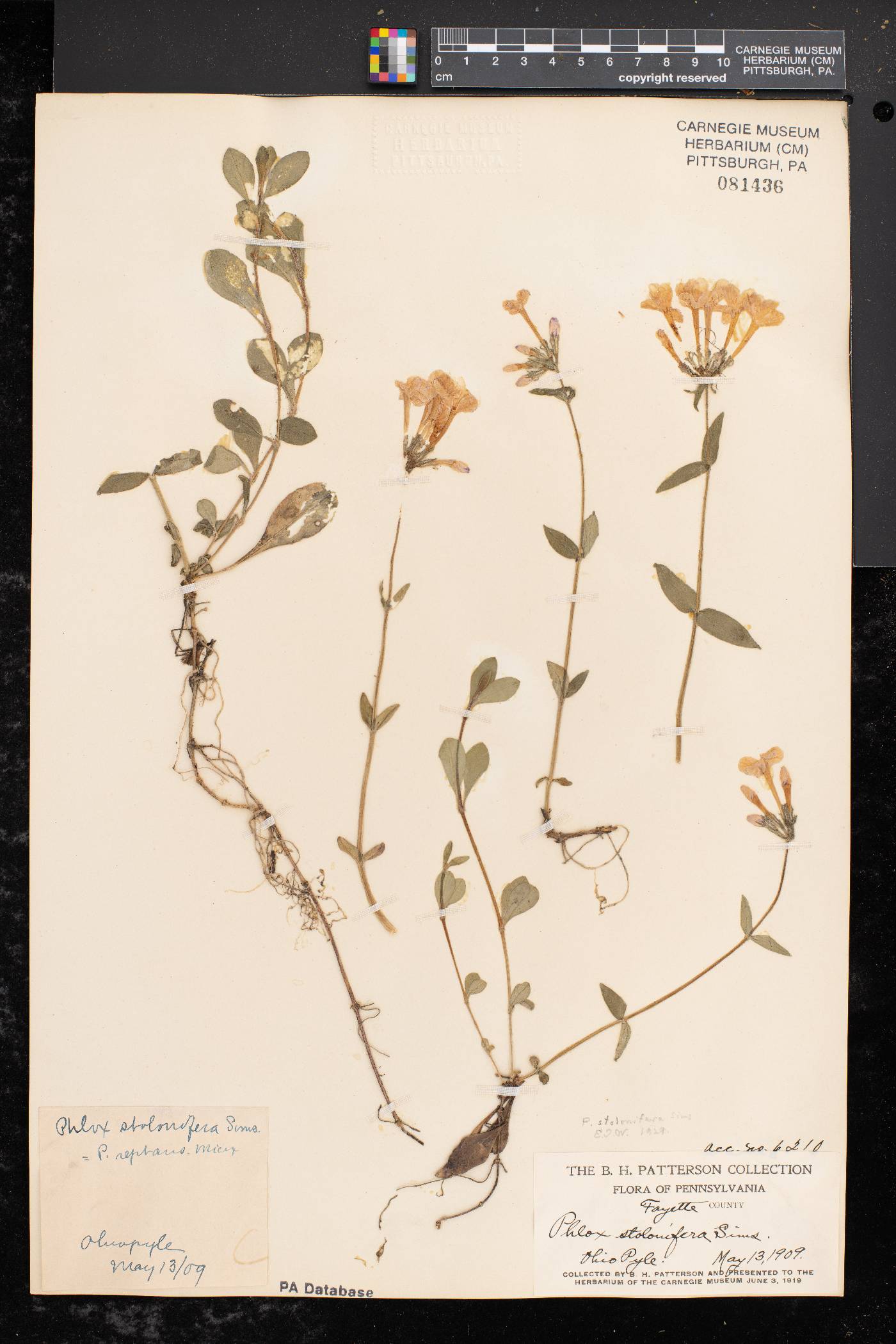 Phlox stolonifera image