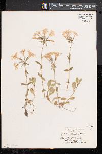 Phlox stolonifera image