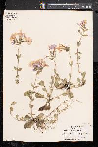 Phlox stolonifera image