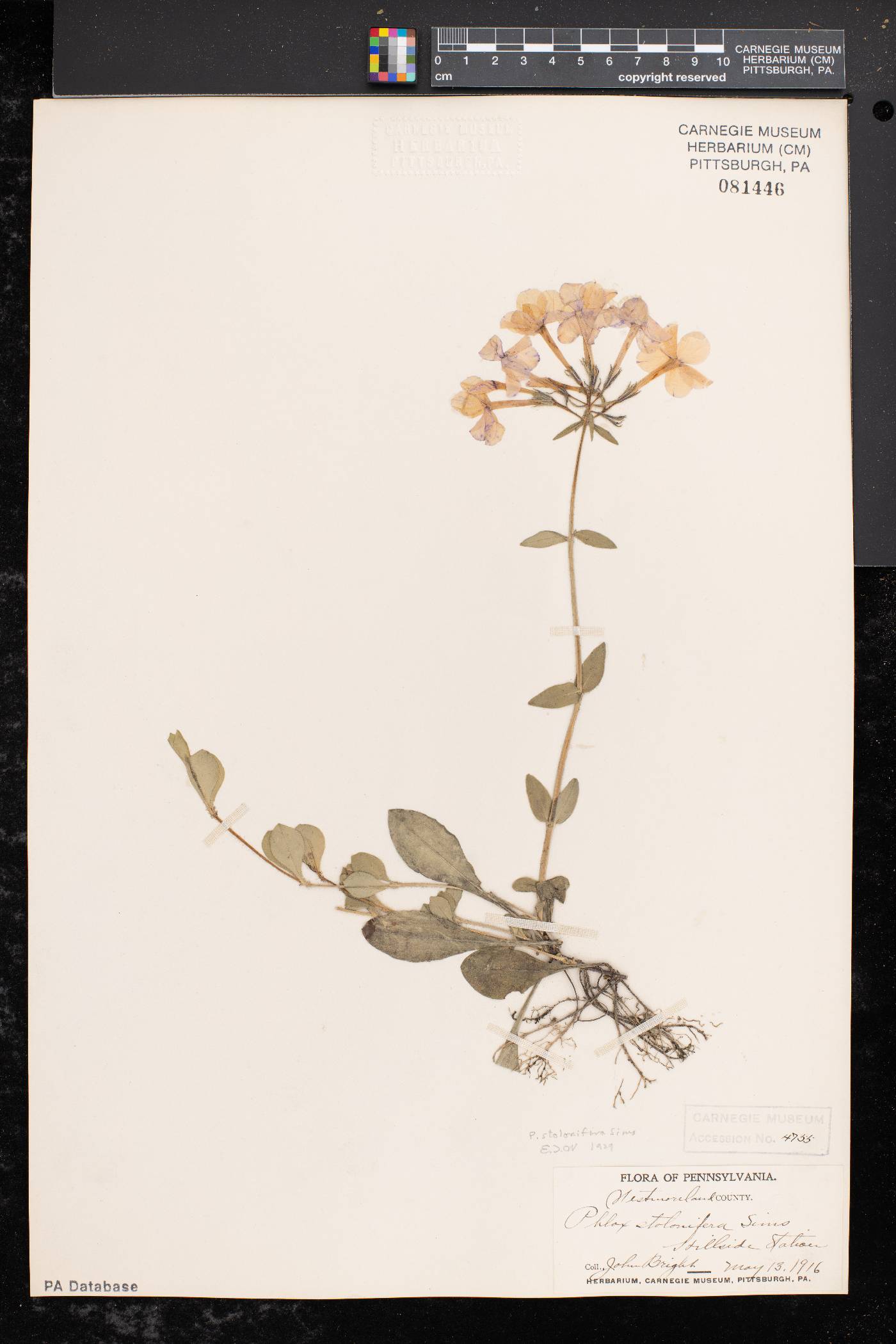 Phlox stolonifera image