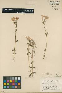 Phlox stolonifera image