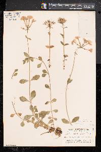 Phlox stolonifera image