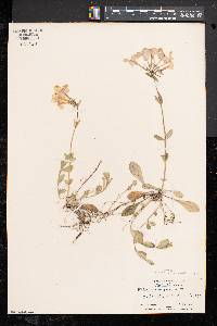 Phlox stolonifera image