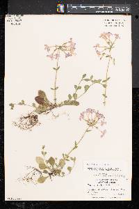 Phlox stolonifera image