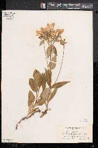 Phlox ovata image