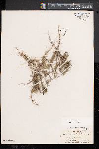 Phlox subulata subsp. subulata image