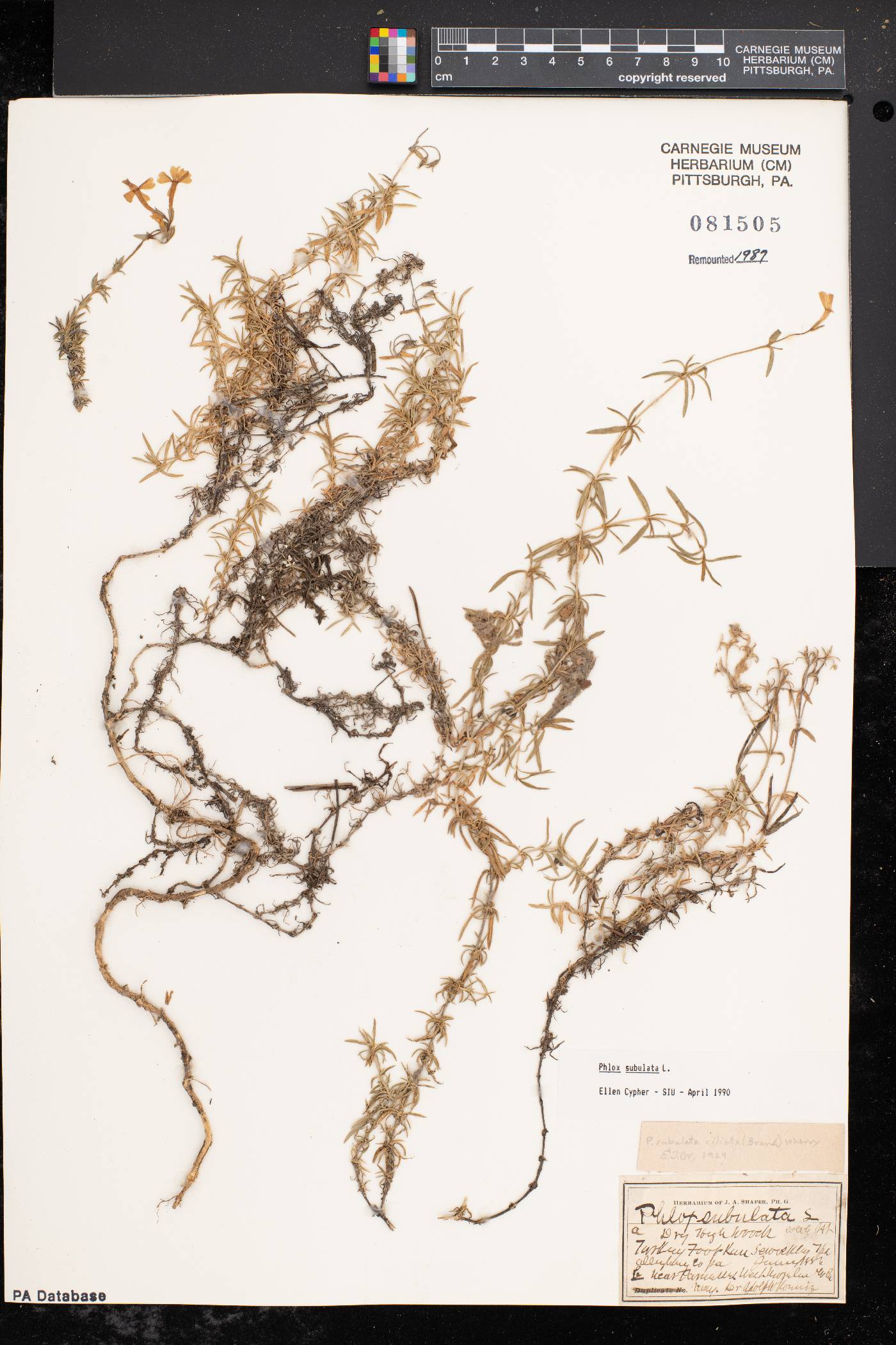 Phlox subulata subsp. subulata image