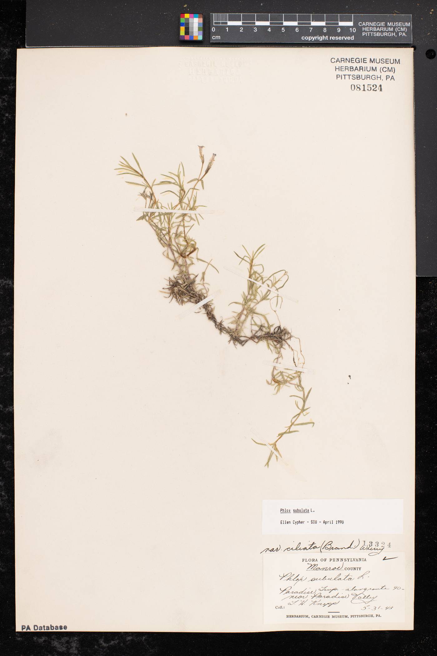 Phlox subulata subsp. subulata image