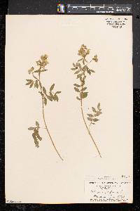 Polemonium reptans image