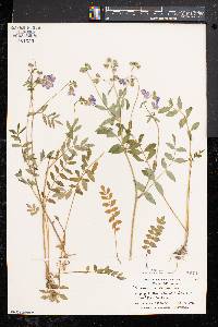 Polemonium reptans image