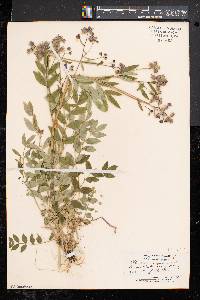 Polemonium reptans image