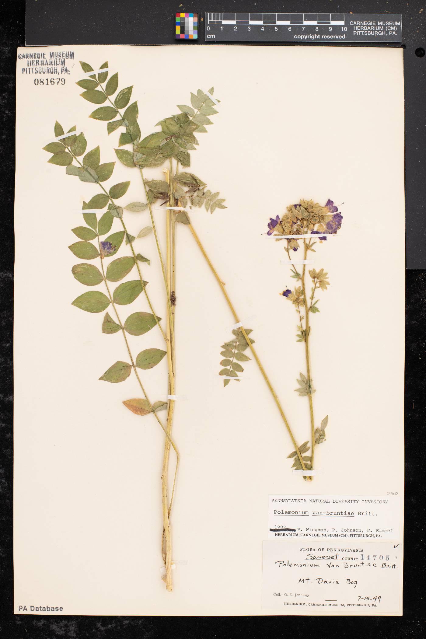 Polemonium vanbruntiae image