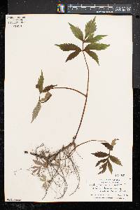 Hydrophyllum virginianum image