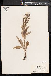 Cynoglossum officinale image