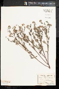 Phacelia purshii image